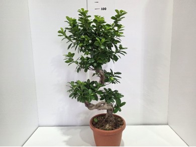 FICUS GINSENG ΓΛΑΣΤΡΑ 25 cm (ΥΨΟΣ: 1 m)
