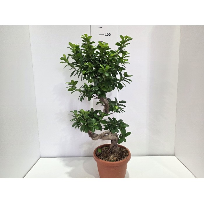 FICUS GINSENG ΓΛΑΣΤΡΑ 25 cm (ΥΨΟΣ: 1 m)