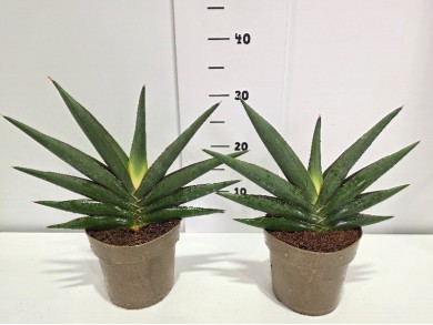 SANSEVIERIA EHRENBERGII ΓΛΑΣΤΡΑ 14 cm