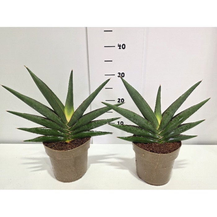 SANSEVIERIA EHRENBERGII ΓΛΑΣΤΡΑ 14 cm