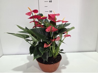 ANTHURIUM ΠΙΑΤΕΛΑ 23 cm