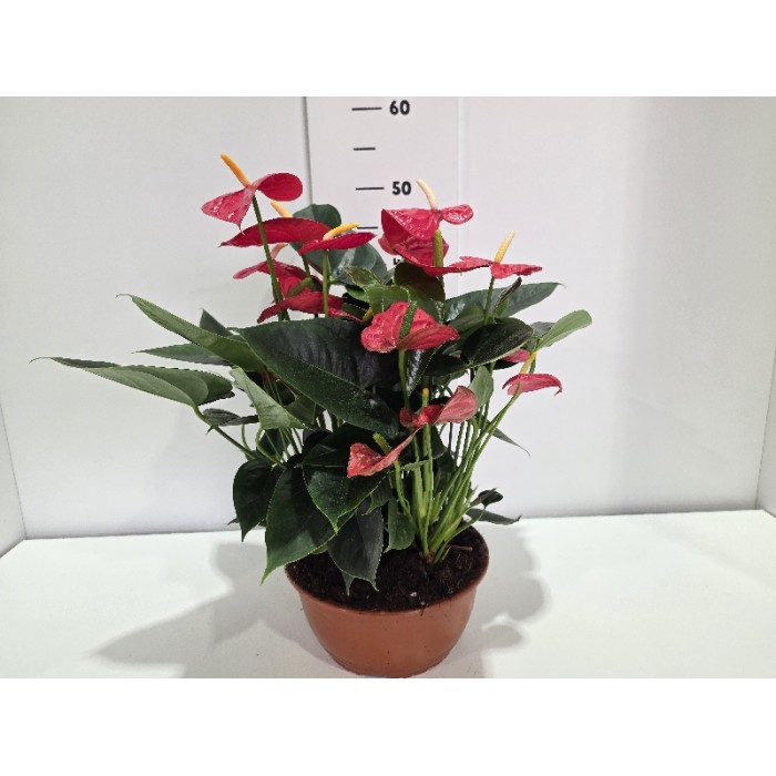 ANTHURIUM ΠΙΑΤΕΛΑ 23 cm