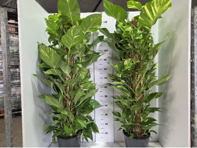 POTHOS BASTONE ΓΛΑΣΤΡΑ 24 cm (ΥΨΟΣ:120 cm)