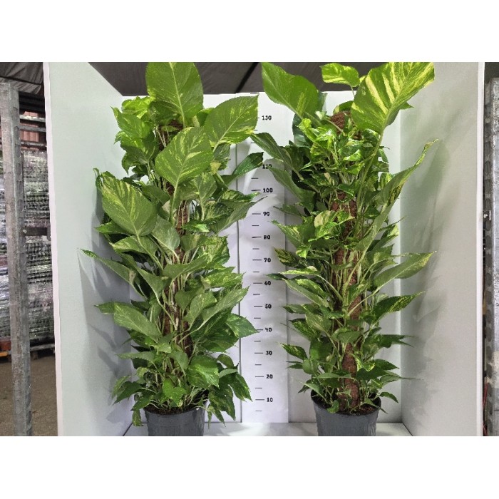 POTHOS BASTONE ΓΛΑΣΤΡΑ 24 cm (ΥΨΟΣ:120 cm)