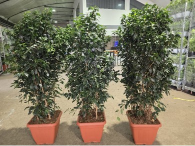 FICUS BENJAMIN DANIELLE ΓΛΑΣΤΡΑ 40x40 cm (ΥΨΟΣ: 2 m)