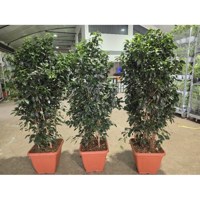 FICUS BENJAMIN DANIELLE ΓΛΑΣΤΡΑ 40x40 cm (ΥΨΟΣ: 2 m)