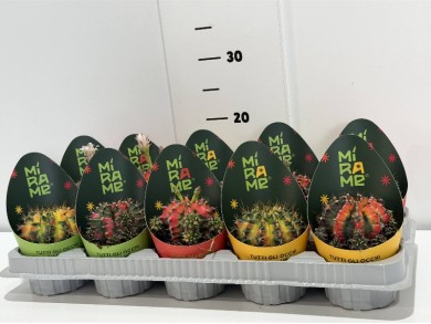 CACTUS ΓΛΑΣΤΑ 10 cm