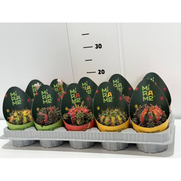 CACTUS ΓΛΑΣΤΑ 10 cm