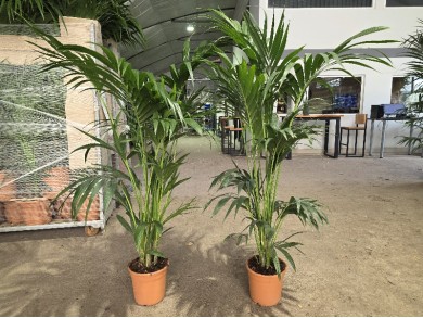 KENTIA ΓΛΑΣΤΡΑ 22 cm (Ύψος: 180cm)