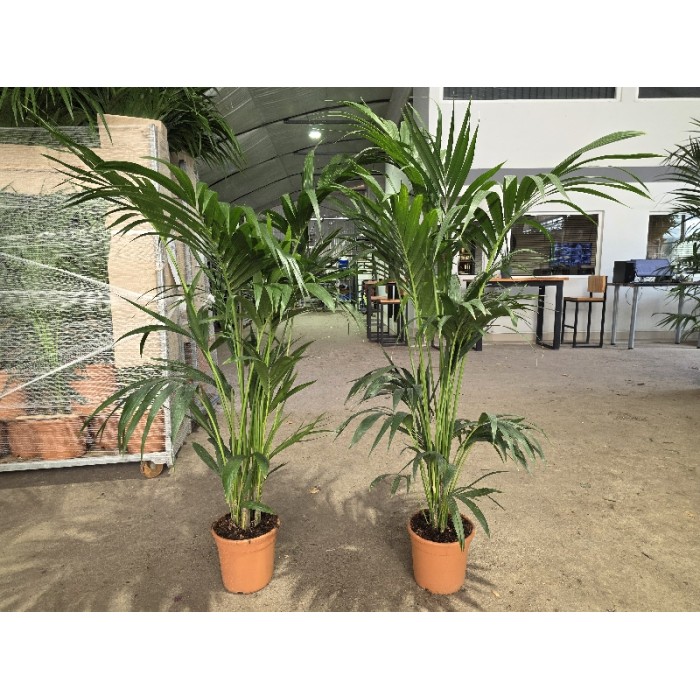 KENTIA ΓΛΑΣΤΡΑ 22 cm (Ύψος: 180cm)