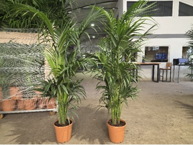 KENTIA ΓΛΑΣΤΡΑ 26 cm (Ύψος: 220cm)