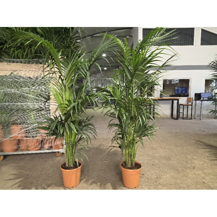 KENTIA ΓΛΑΣΤΡΑ 26 cm (Ύψος: 220cm)