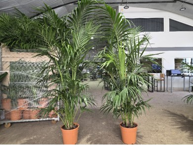 KENTIA ΓΛΑΣΤΡΑ 30 cm (Ύψος: 250cm)