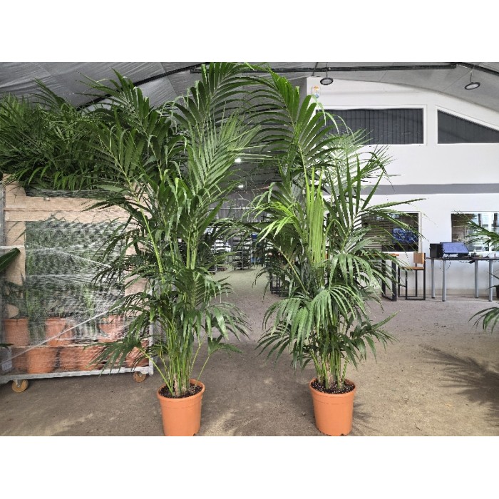 KENTIA ΓΛΑΣΤΡΑ 30 cm (Ύψος: 250cm)