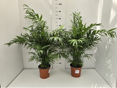 CHAMAEDOREA ΓΛΑΣΤΡΑ 17 cm (Ύψος: 85cm)