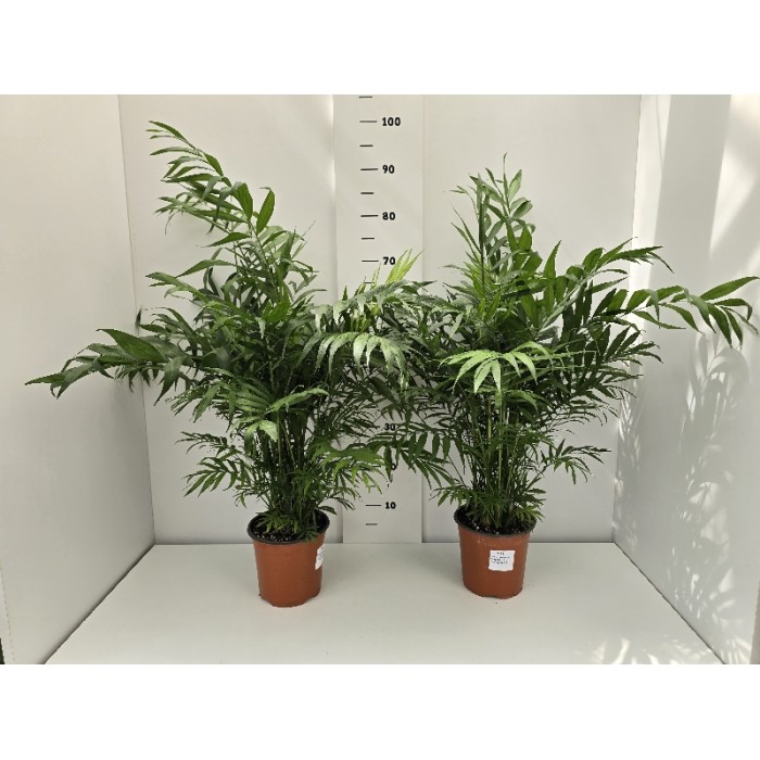 CHAMAEDOREA ΓΛΑΣΤΡΑ 17 cm (Ύψος: 85cm)