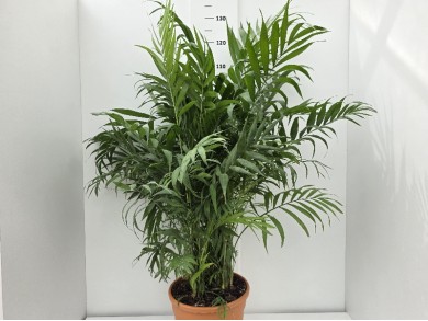 CHAMAEDOREA ΓΛΑΣΤΡΑ 26 cm (Ύψος: 130cm)