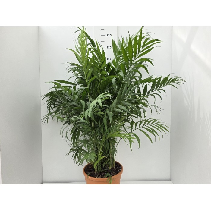 CHAMAEDOREA ΓΛΑΣΤΡΑ 26 cm (Ύψος: 130cm)