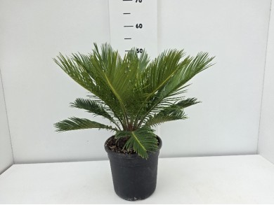 CYCAS REVOLUTA ΓΛΑΣΤΡΑ 18 cm (Ύψος: 55cm)