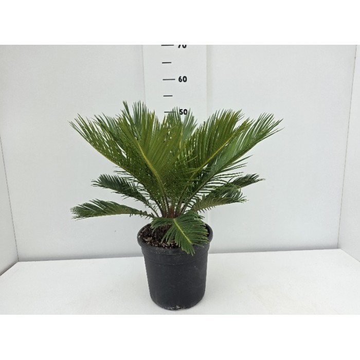 CYCAS REVOLUTA ΓΛΑΣΤΡΑ 18 cm (Ύψος: 55cm)