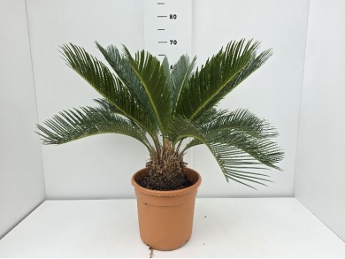 CYCAS REVOLUTA ΓΛΑΣΤΡΑ 22 cm (Ύψος: 65cm)