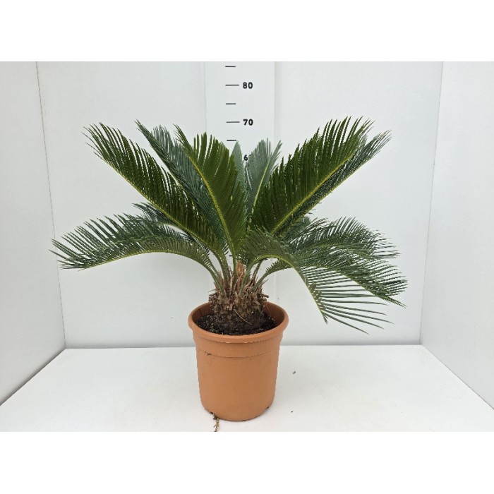 CYCAS REVOLUTA ΓΛΑΣΤΡΑ 22 cm (Ύψος: 65cm)