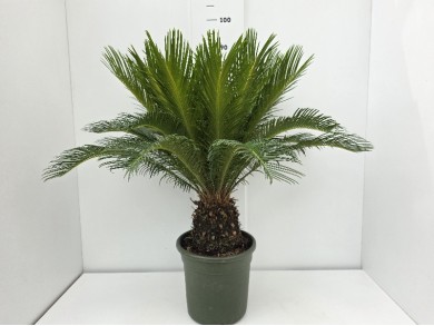 CYCAS REVOLUTA ΓΛΑΣΤΡΑ 24 cm (Ύψος: 80cm)