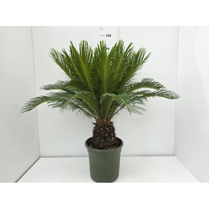 CYCAS REVOLUTA ΓΛΑΣΤΡΑ 24 cm (Ύψος: 80cm)