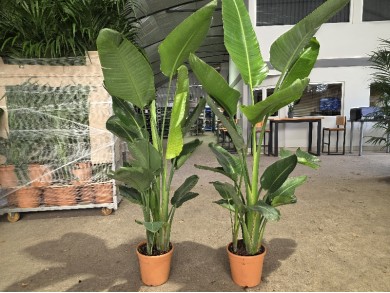 STRELITZIA NICOLAI ΓΛΑΣΤΡΑ 24 cm (Ύψος: 185cm)