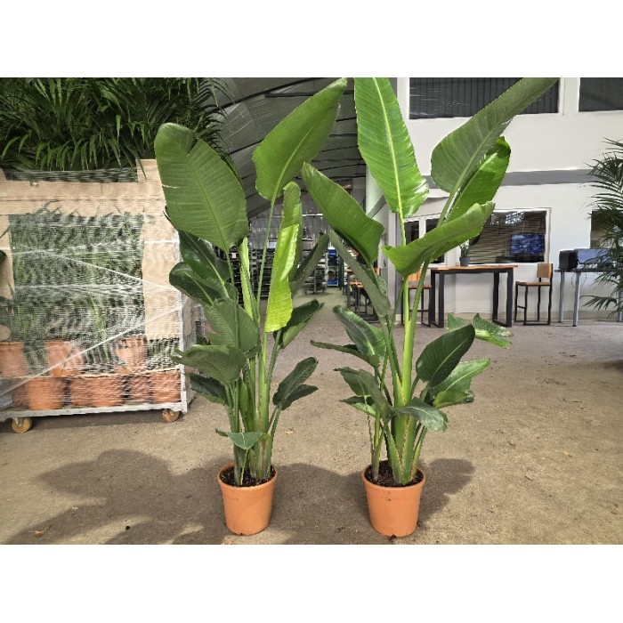 STRELITZIA NICOLAI ΓΛΑΣΤΡΑ 24 cm (Ύψος: 185cm)