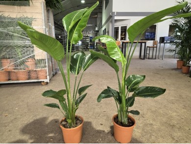STRELITZIA NICOLAI ΓΛΑΣΤΡΑ 22 cm (Ύψος: 135cm)