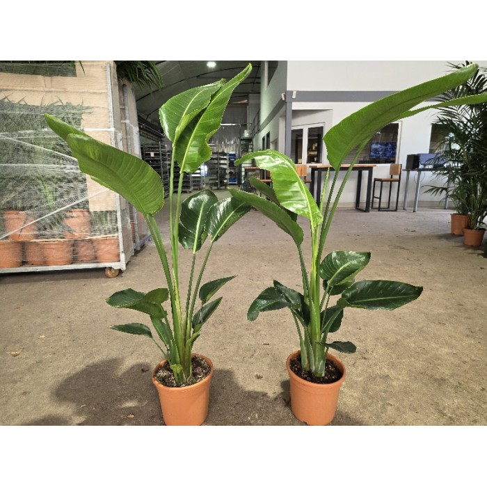 STRELITZIA NICOLAI ΓΛΑΣΤΡΑ 22 cm (Ύψος: 135cm)