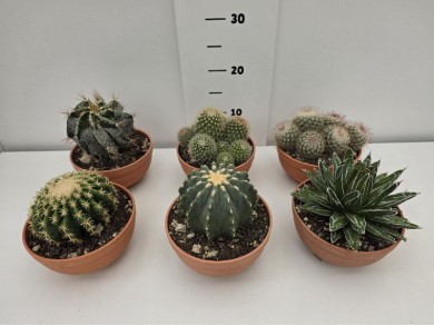 CACTUS ΠΙΑΤΕΛΑ 17 cm