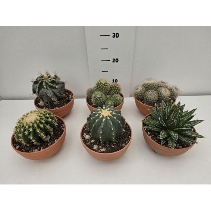 CACTUS ΠΙΑΤΕΛΑ 17 cm
