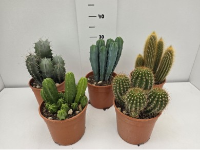 CACTUS ΓΛΑΣΤΡΑ 17 cm
