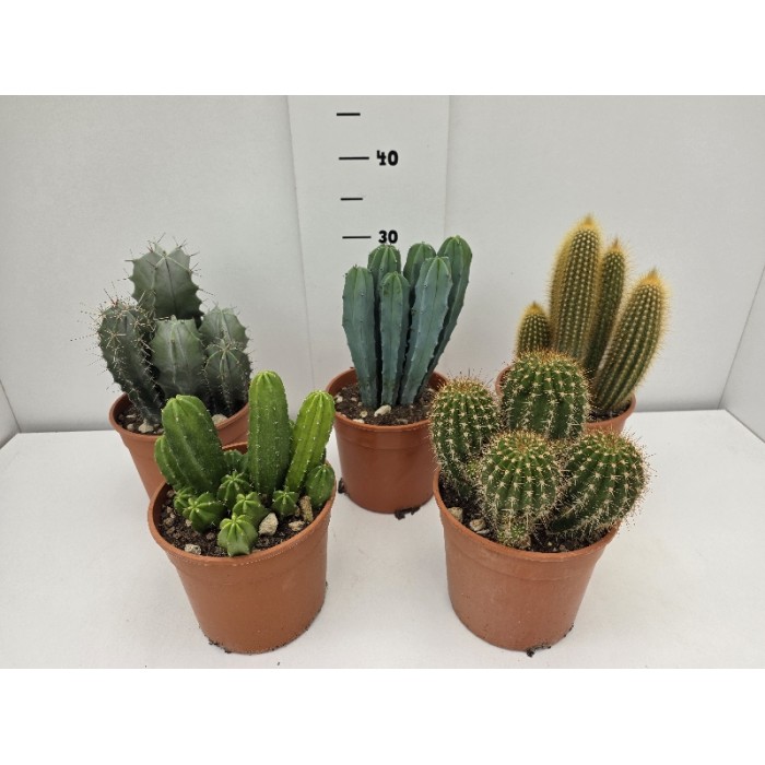 CACTUS ΓΛΑΣΤΡΑ 17 cm